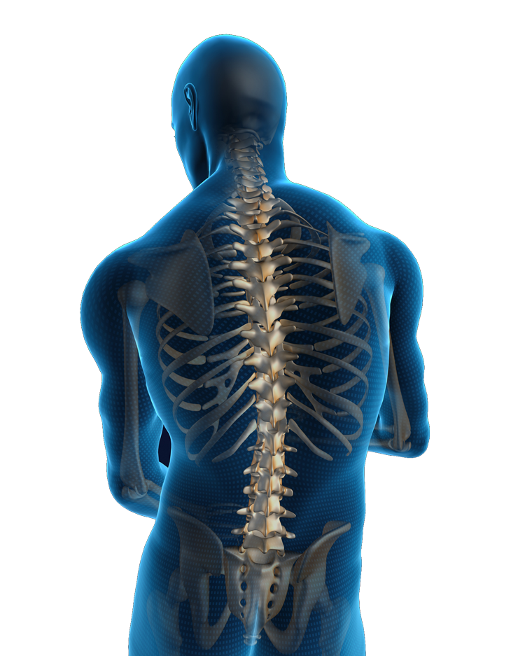 illustration of backbone as used by neurosurgeons in new york